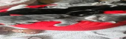 Norwegian Forest Cat cats for sale: 3 Norwegian cross kittens  - Advert 4