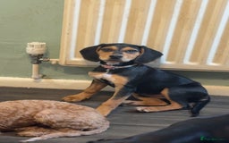 Mixed Breed dogs for sale: Beagle X Cocker Spaniel - Image 1