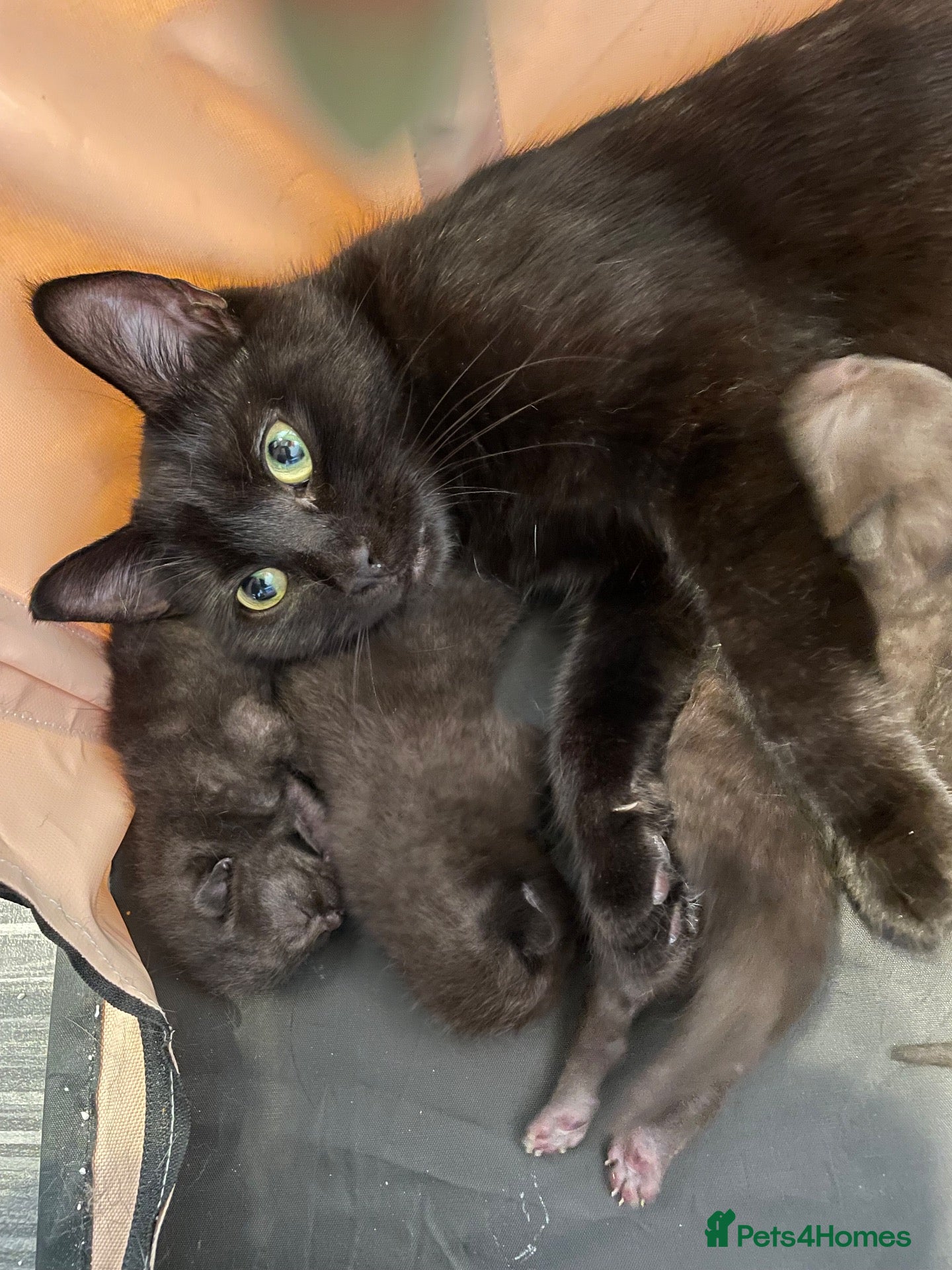 Mixed Breed cats 2 Female Persian Cross Kittens  - Advert 3