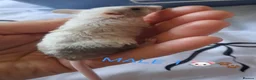 Mouse rodents for sale: MALE FANCY MICE 🐁🐾 in South Shields - Advert 2