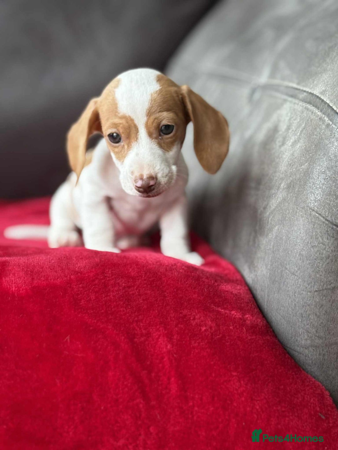Miniature Dachshund dogs for sale: Beautiful miniature dachshund  - Image 5