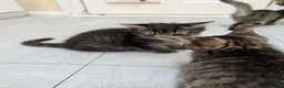 British Shorthair cats for sale: READY NOW 🩵🩷 - Advert 11