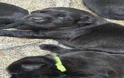 Labrador Retriever dogs for sale: CHUNKY BIG BONED SHOW LABRADOR PUPPYS - Image 2