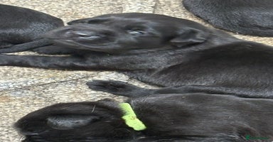 Labrador Retriever dogs - Advert 16