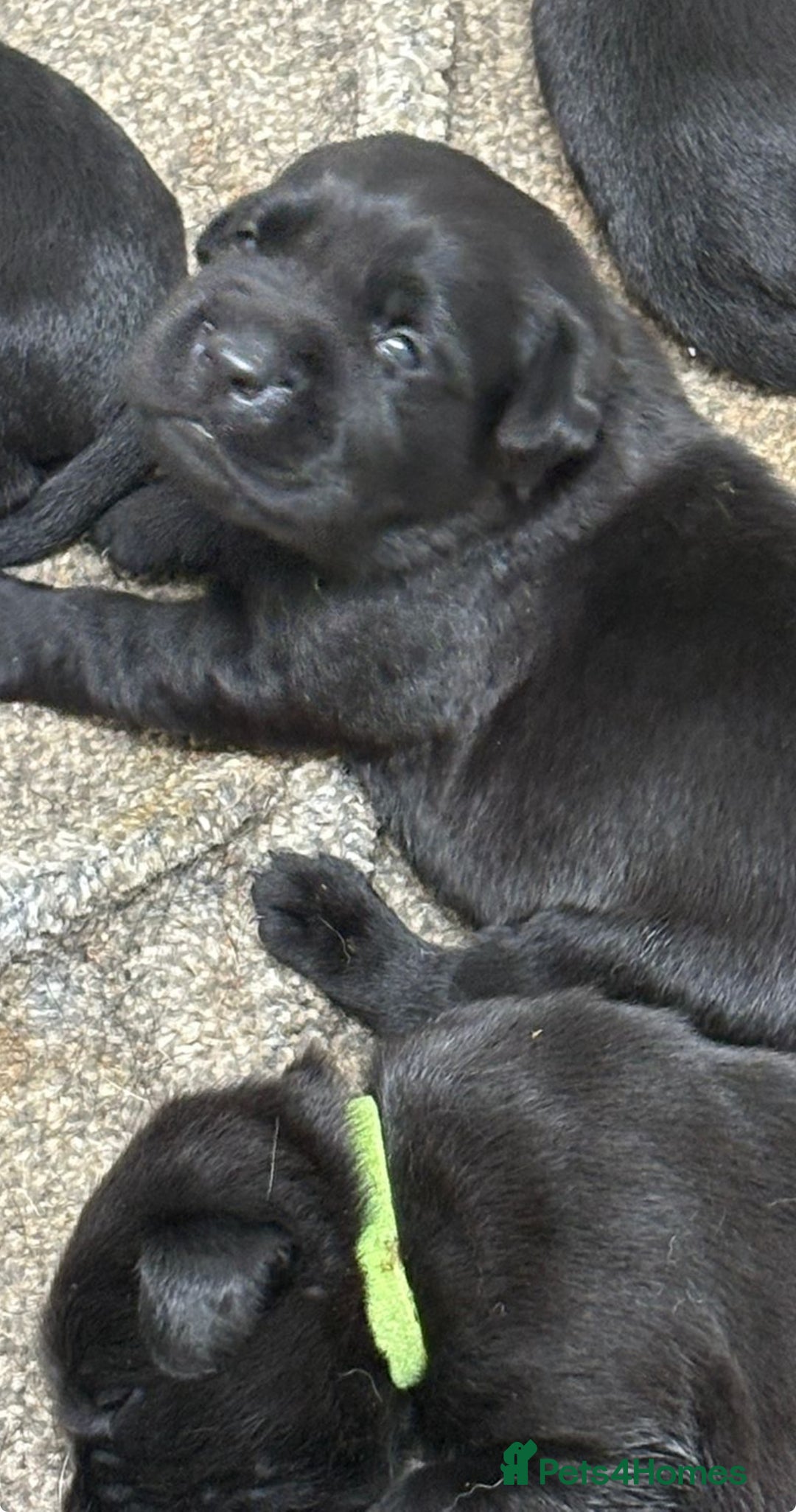 Labrador Retriever dogs for sale: CHUNKY BIG BONED SHOW LABRADOR PUPPYS - Image 2