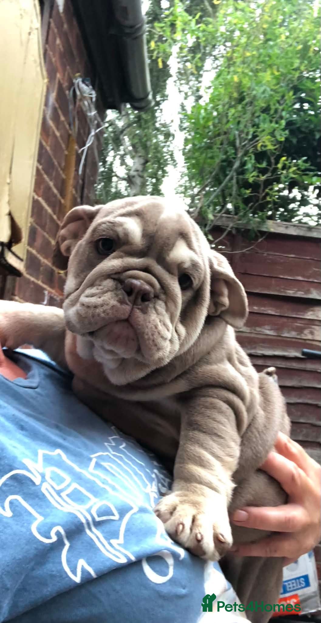 English Bulldog dogs English bulldog puppies - Advert 15