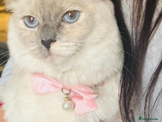 Ragdoll cats Cute Ragdoll kittens fluffy chunky kittens - Advert 13