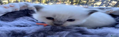 Boomba Jr