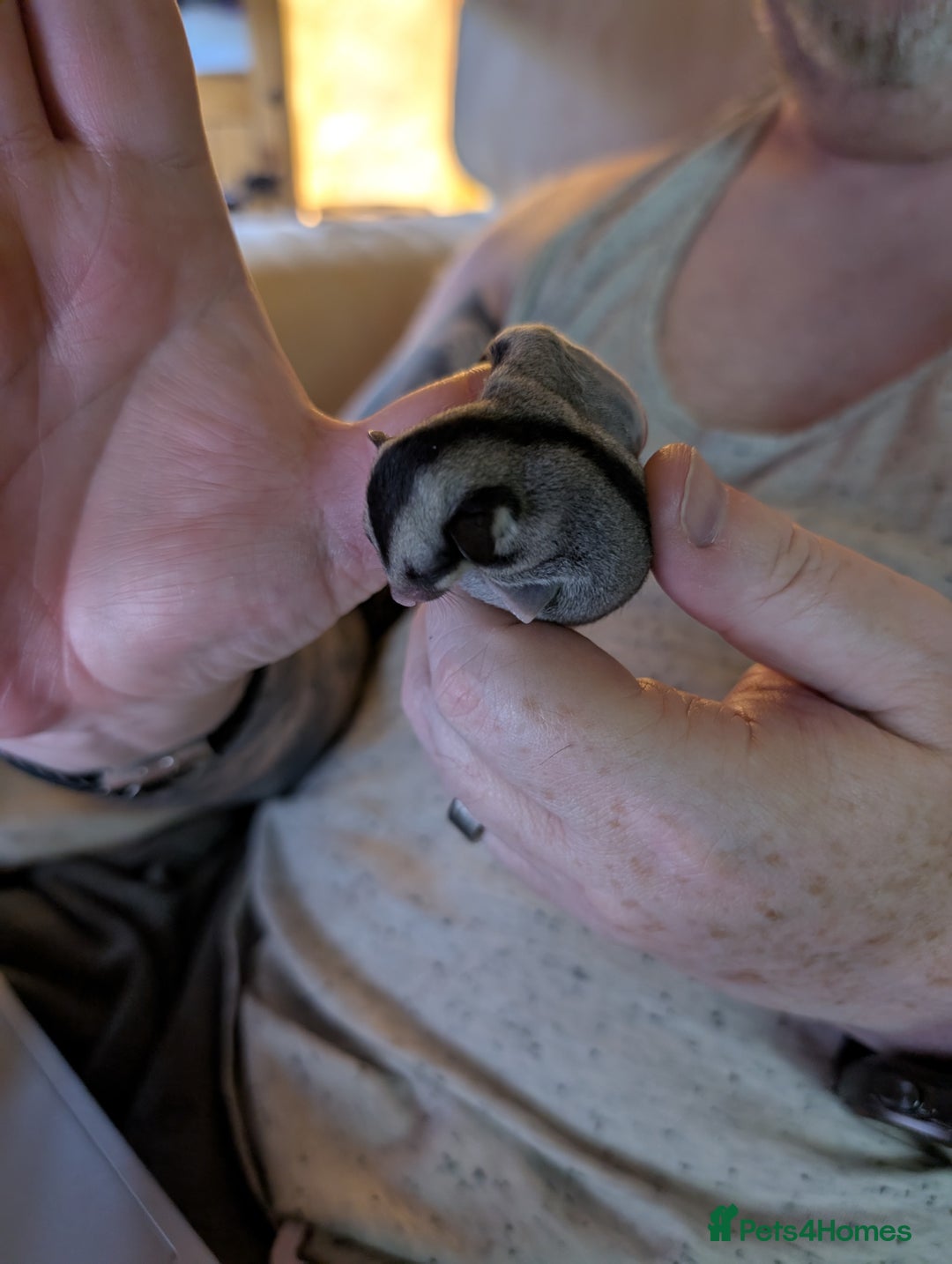Sugar Glider rodents for sale: Male sugar gliders in Macclesfield - Image 2