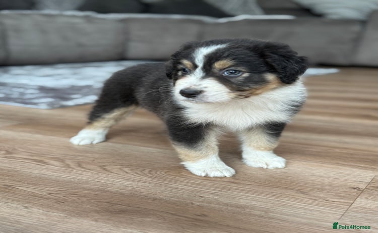 Australian Shepherd dogs - Advert 11