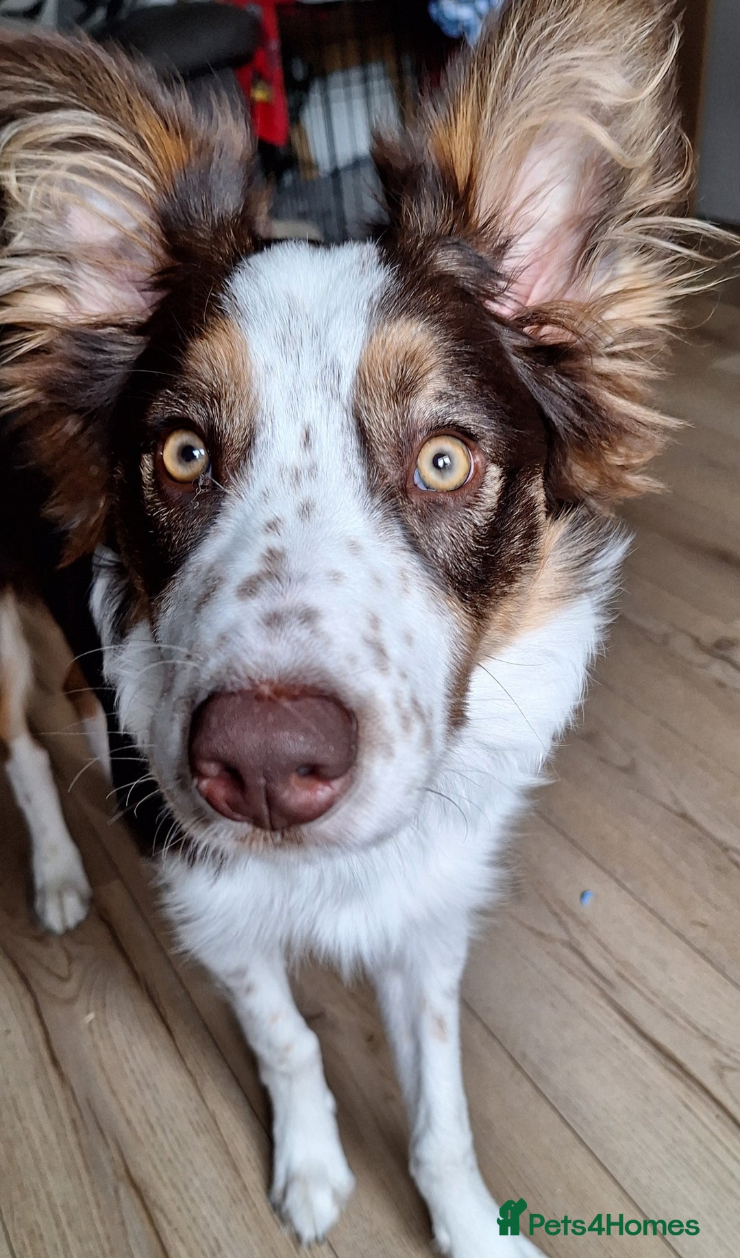 Border Collie dogs for sale: Red and white border collie  - Image 2