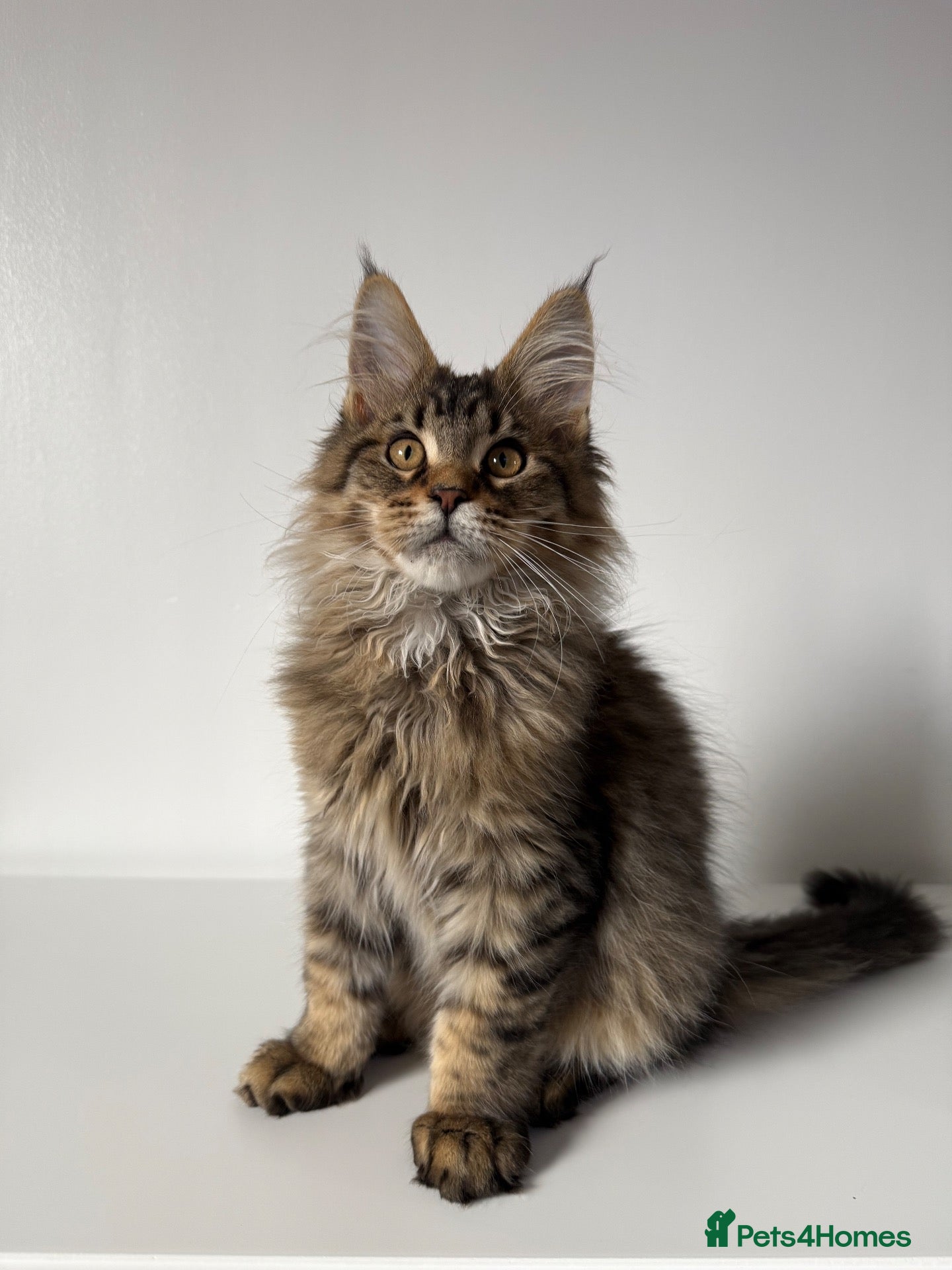 Maine Coon cats XL RUSSIAN CUBS 🇷🇺💙🦁 - Advert 3