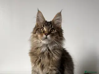 Maine Coon cats XL RUSSIAN CUBS 🇷🇺💙🦁 - Advert 3