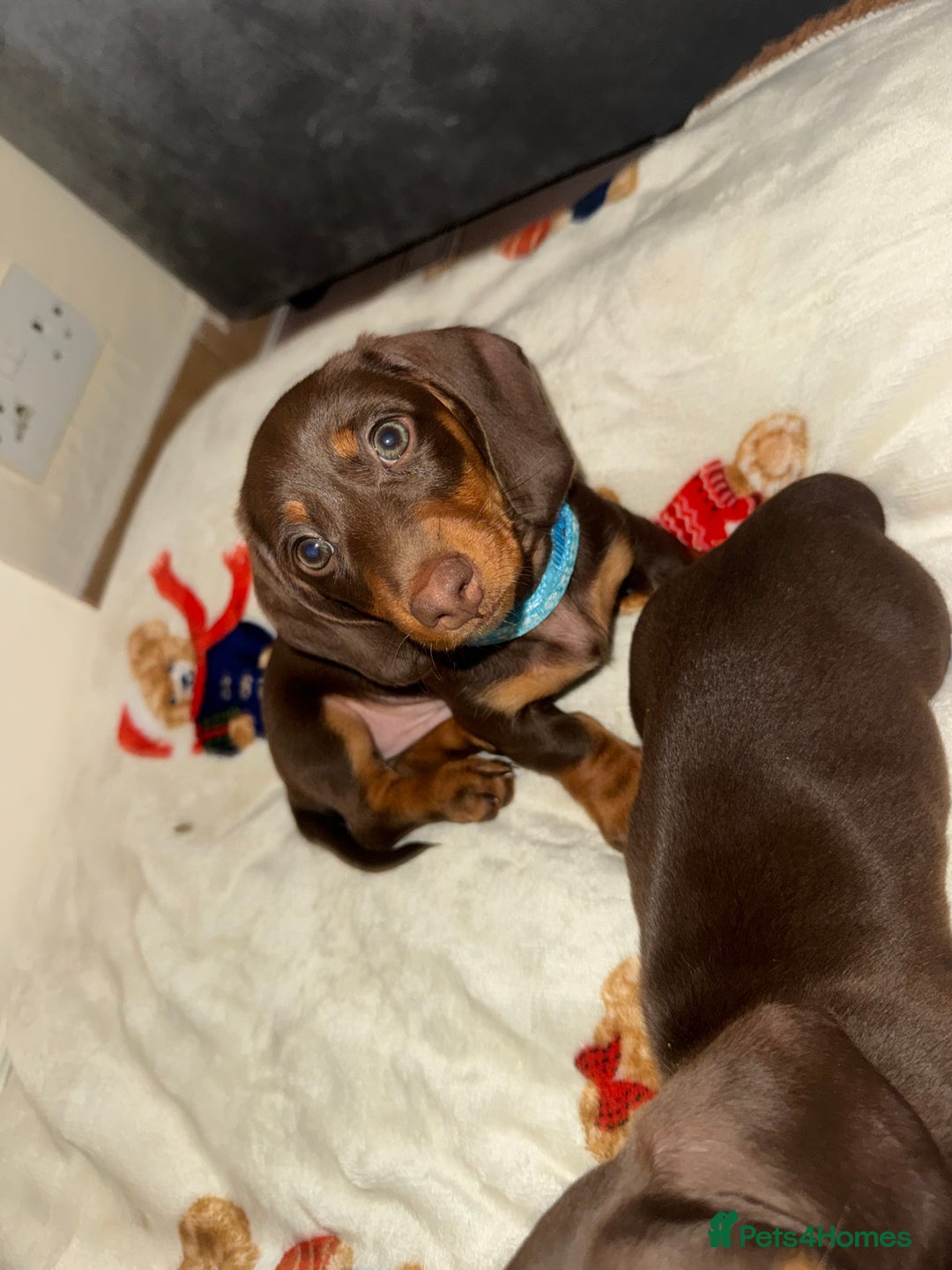 Miniature Dachshund dogs for sale: Miniature dachshund - Image 9