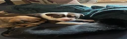 Mixed Breed dogs for sale: Beautiful Staffie cross puppies - Advert 25