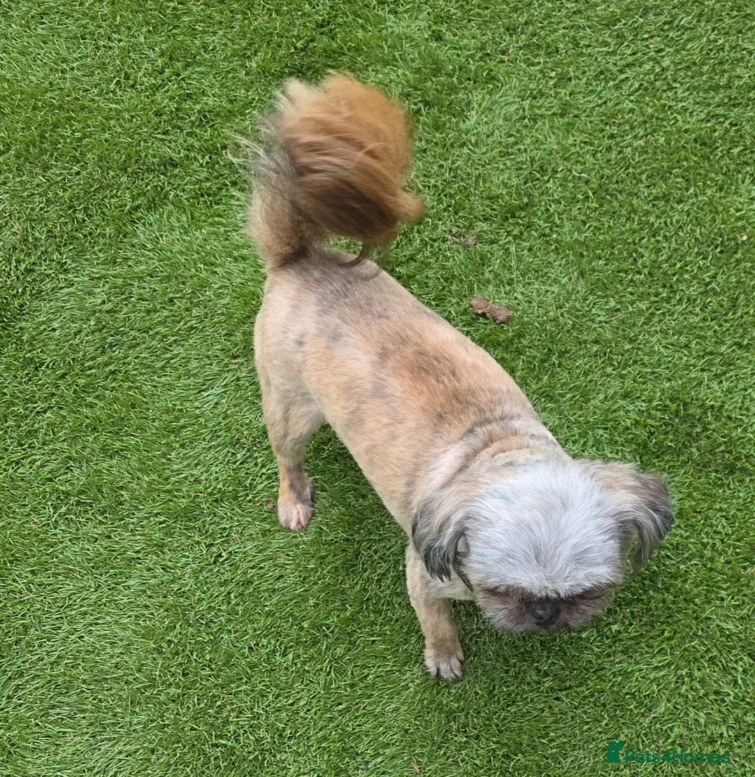 Shih Tzu dogs for stud: Proven kc rare brindle tiny imperial stud dog - Advert 8