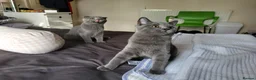 British Shorthair cats for sale: British short hair kitten  in Ilford - Advert 4
