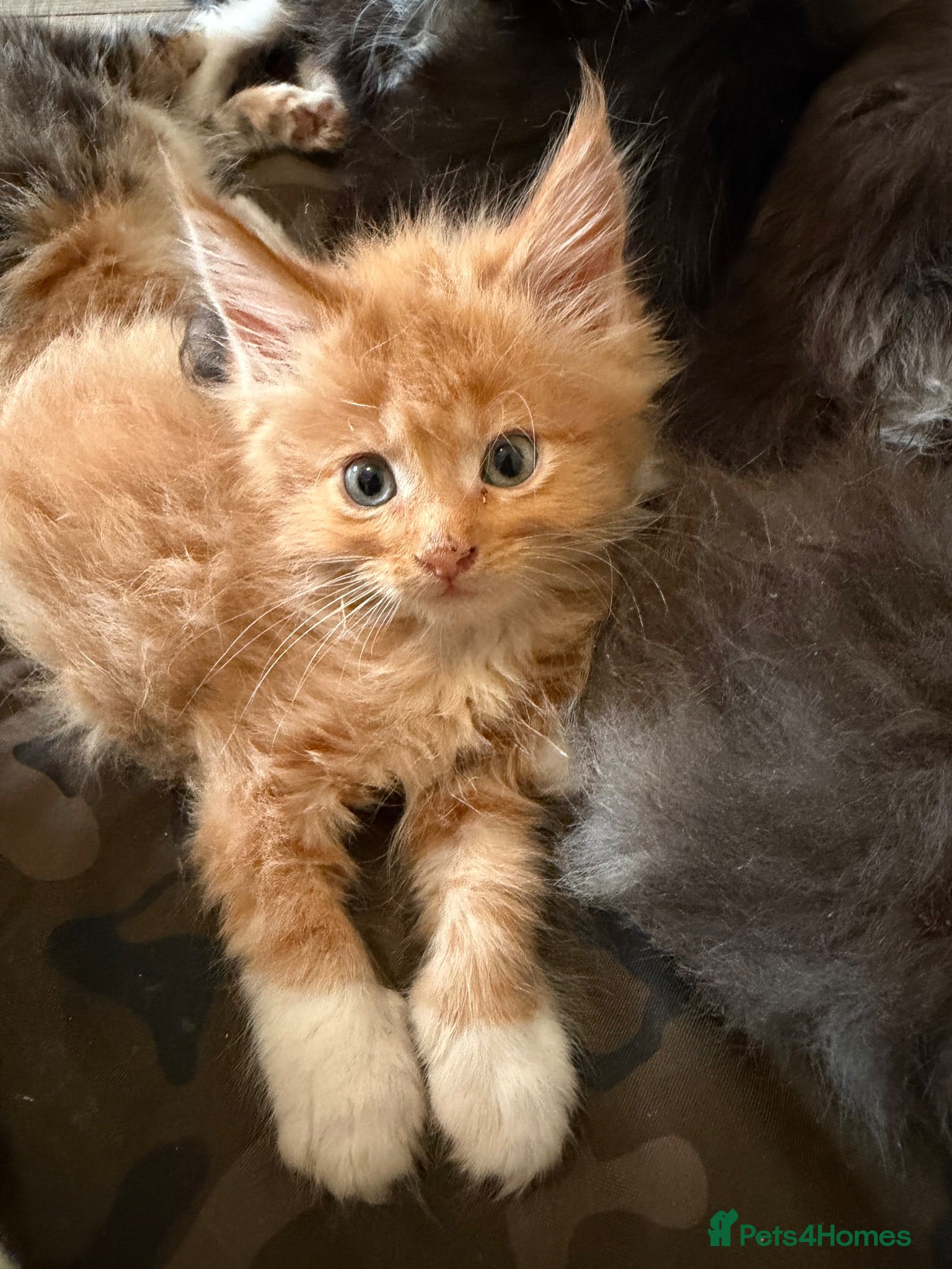 Maine Coon cats Maincoon kittens  - Advert 1