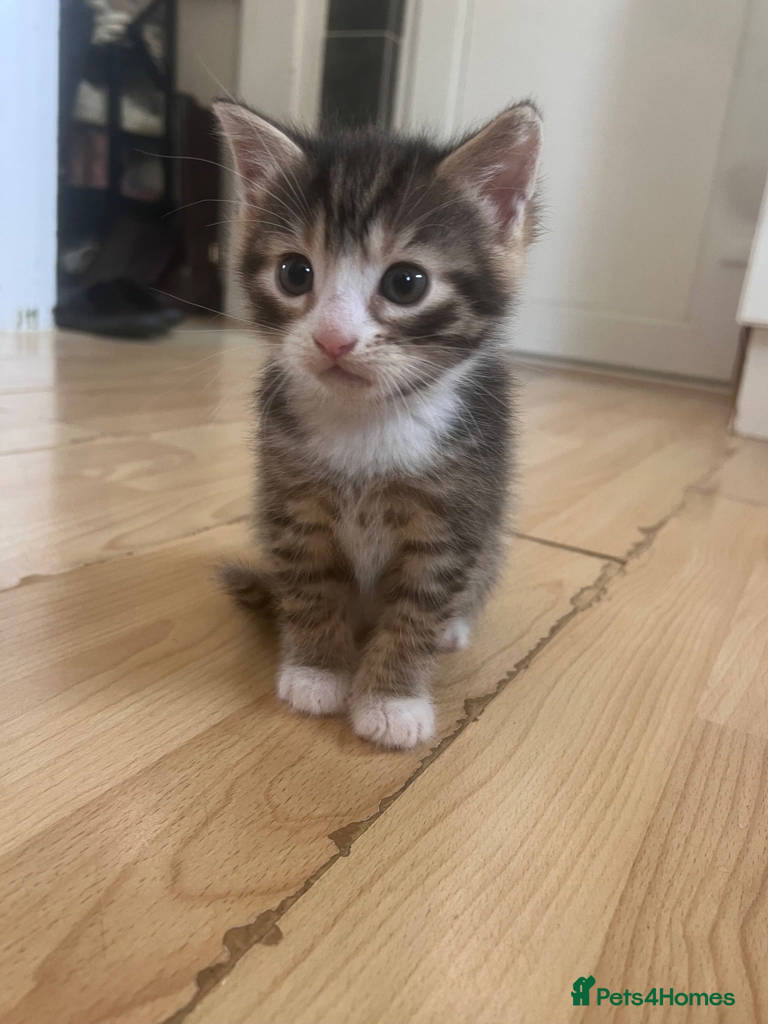 Mixed Breed cats Male tabby kitten - Advert 1