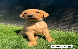 Labrador Retriever dogs for sale: Ready to leave - KC Fox Red Labrador puppies - Image 12
