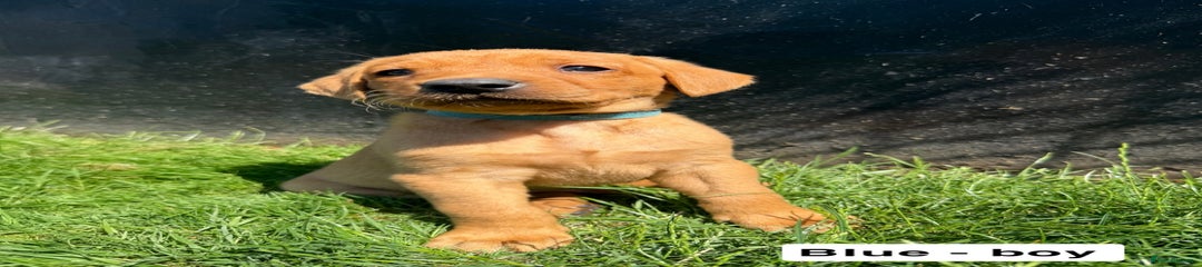 Puppy 4- Blue