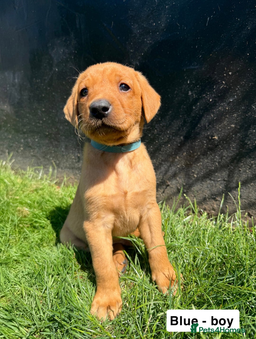 Labrador Retriever dogs for sale: Ready to leave - KC Fox Red Labrador puppies - Image 12
