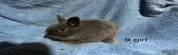 Netherland Dwarf rabbits for sale: Dwarf Netherland rabbits  - Advert 9