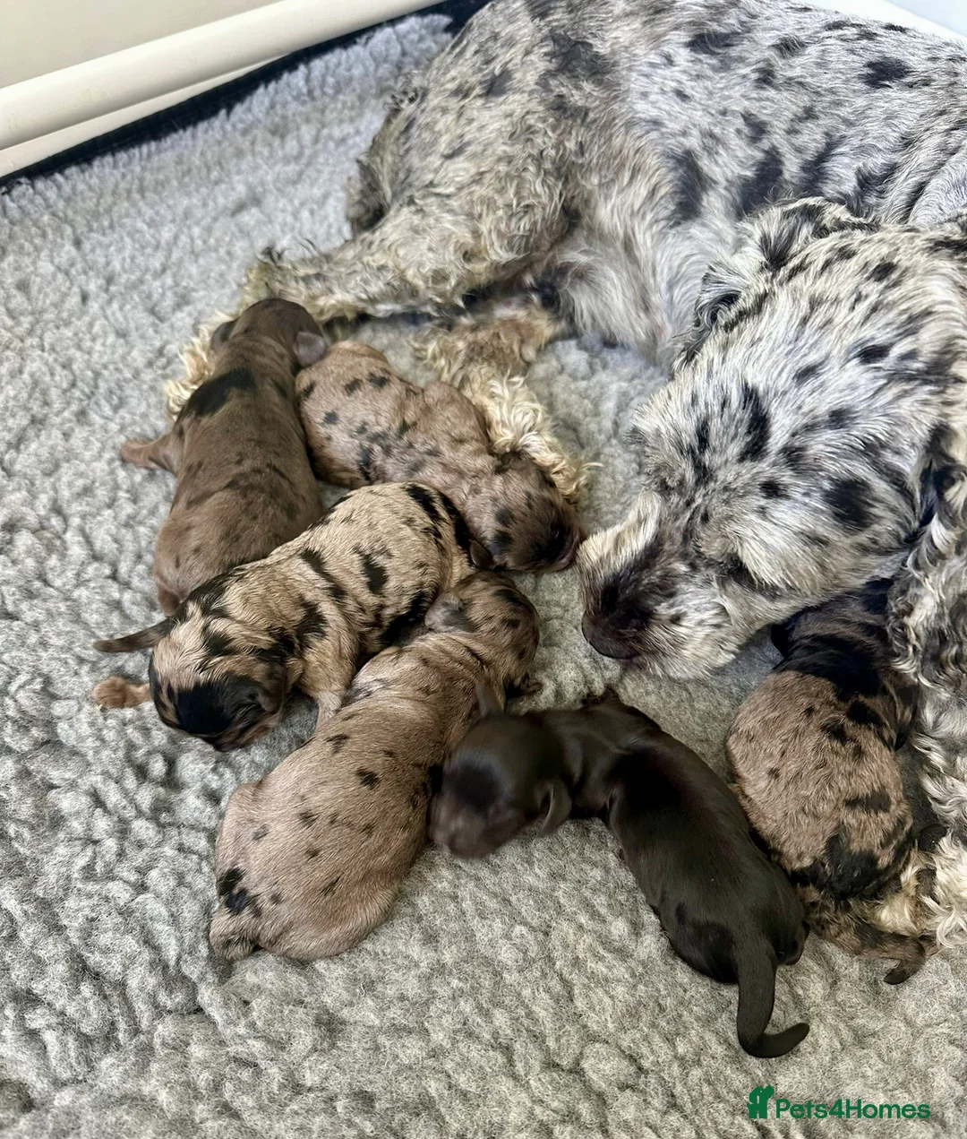 Cockapoo dogs for stud: TRICOLOUR F1 PROVEN ATAT CERTIFIED COCKAPOO STUD in Bromley - Advert 9