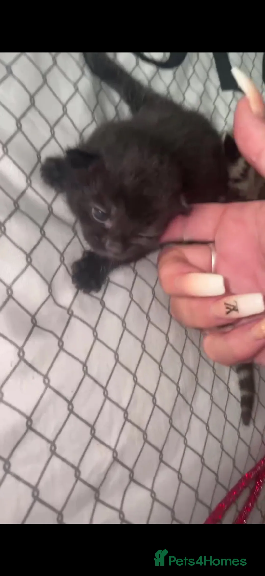 Mixed Breed cats for sale: One black male kitten - Advert 1