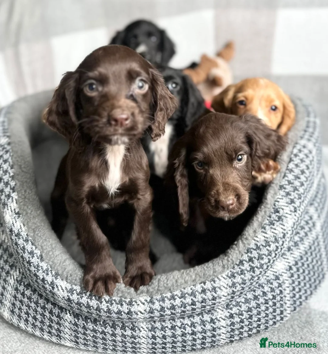 Sprocker dogs for sale: Beautiful sprockers looking for forever home in Sheffield - Advert 1