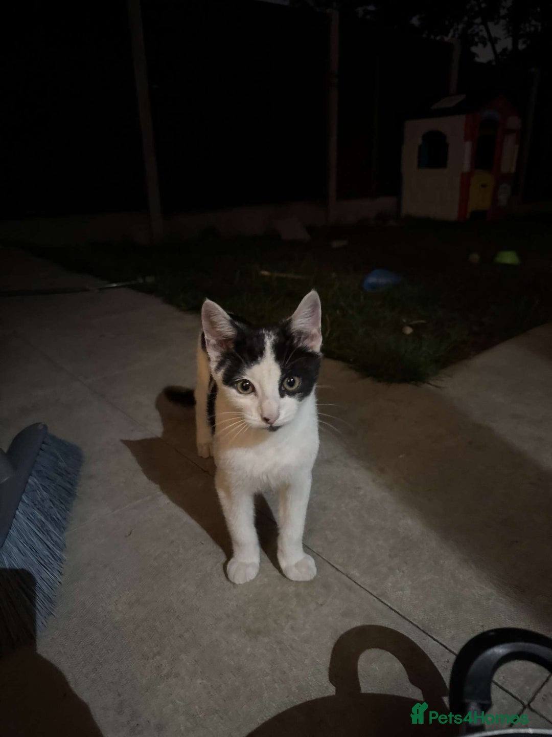 Mixed Breed cats for sale: Kitten for sale male  - Image 3