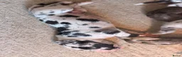 Great Dane dogs for sale: Great Danes puppies  in London - Advert 20