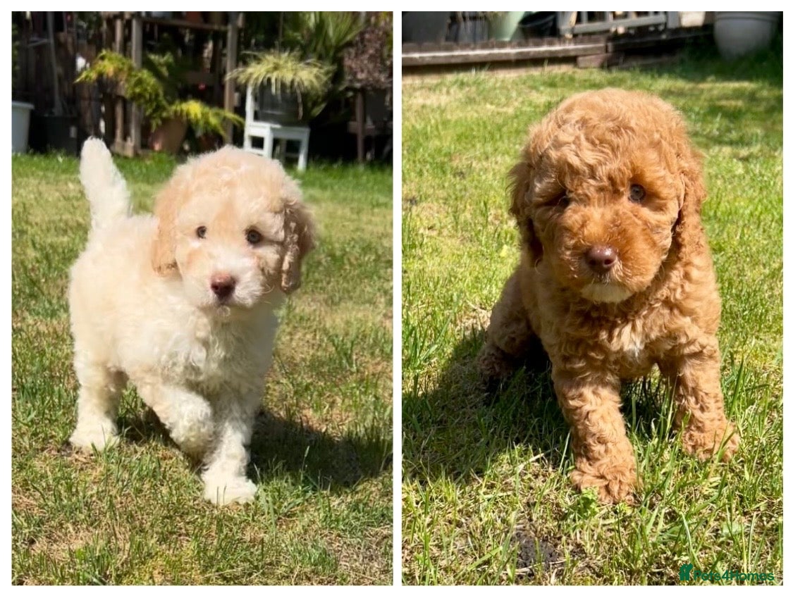 Labradoodle dogs READY NOW! Labradoodles F1b Health tested parents  - Advert 2