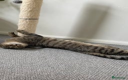 Scottish Fold cats for sale: Scottish fold  - Image 13
