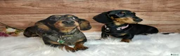 Miniature Dachshund dogs for sale: Miniature Dachshund Black & Tan Female.   in Goole - Advert 10