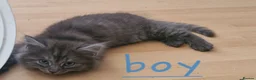 Mixed Breed cats for sale: Mixed ragdoll x kittens  - Advert 4
