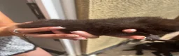 Mixed Breed cats for sale: Exotic kittens  in Portsmouth - Advert 5