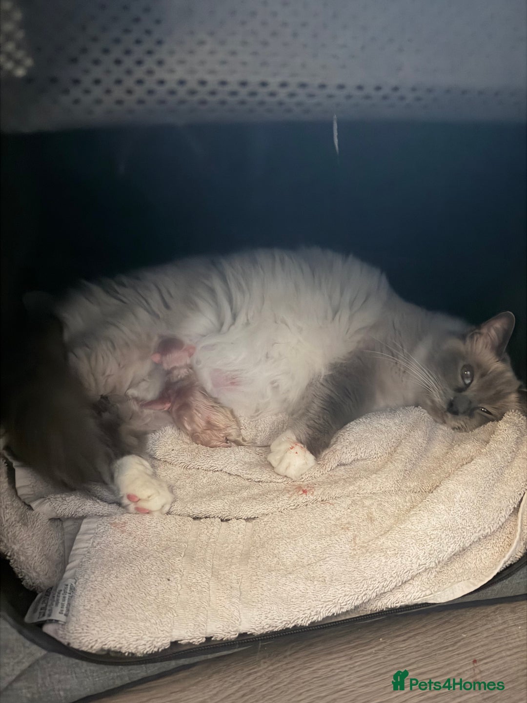 Ragdoll cats for sale: 4 ragdolls looking for forever homes  - Advert 1