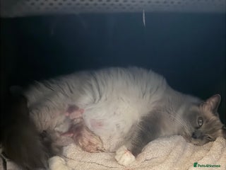 Ragdoll cats 4 ragdolls looking for forever homes - Advert 1