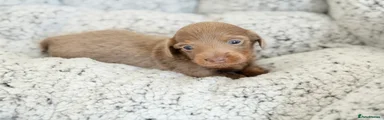Miniature Dachshund 6