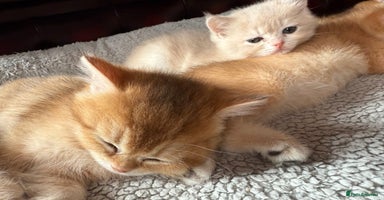 British Shorthair cats - Advert 12
