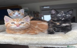 Mixed Breed cats for sale: 1/4 Maincoon dog friendly kittens - Image 5
