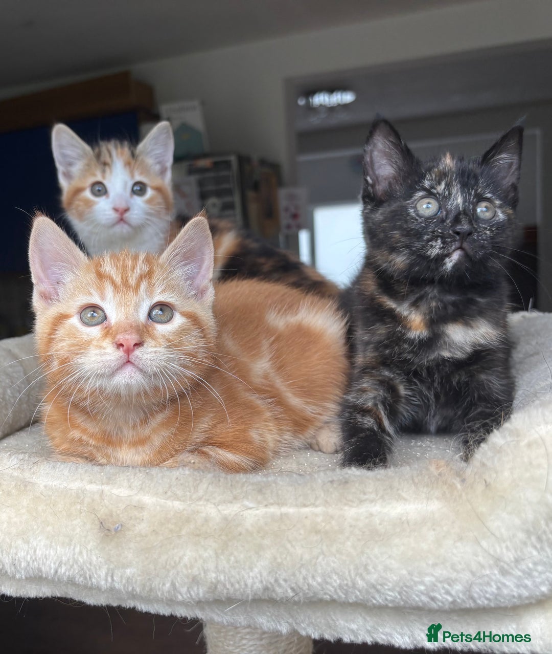 Mixed Breed cats for sale: 1/4 Maincoon dog friendly kittens - Image 5