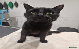 Domestic Shorthair cats for adoption: Clive, 2 year old male, 3 legs  - Image 1