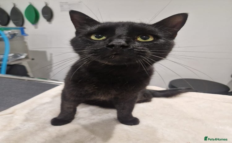 Domestic Shorthair cats - Advert 5