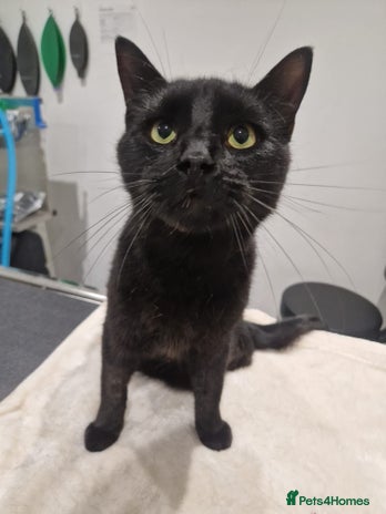 Domestic Shorthair cats Clive, 2 year old male, 3 legs - Advert 1