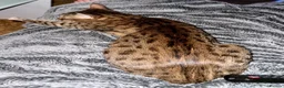 Savannah cats for sale: Stunning Savannah Queen–Looking For Forever Home ❤ - Advert 10