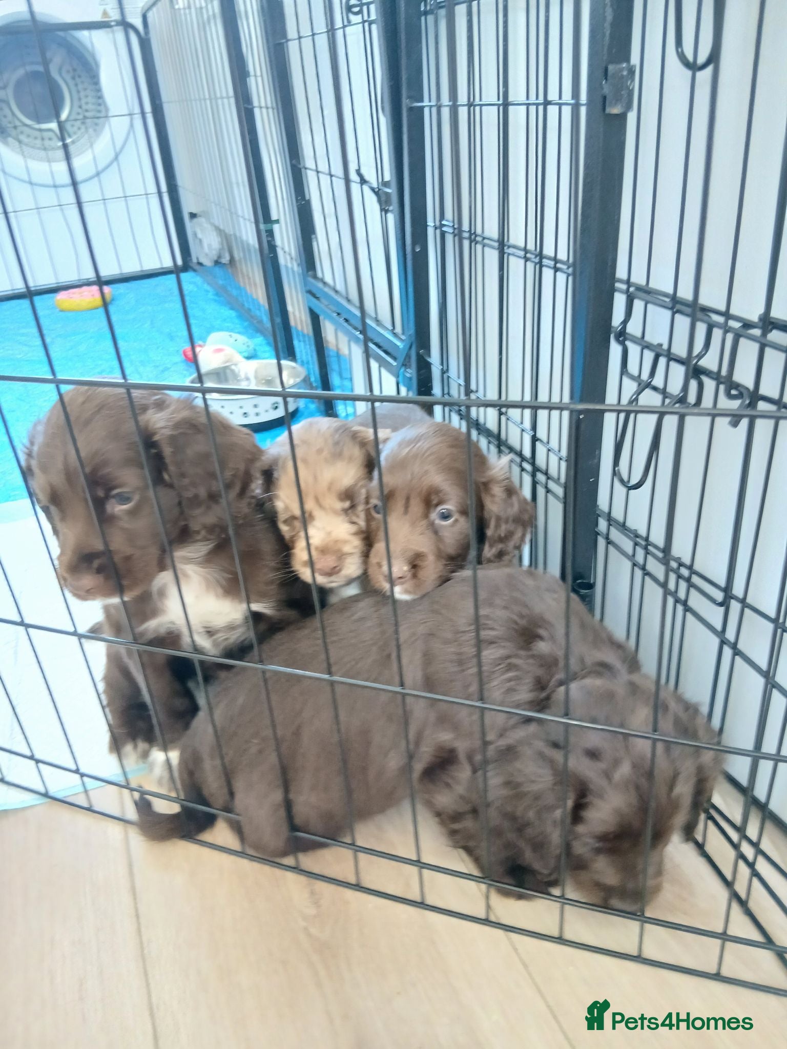 Cocker Spaniel dogs Cocker spaniels puppies  - Advert 5