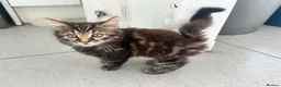 Mixed Breed cats for sale: The Three Musketeers - Advert 6