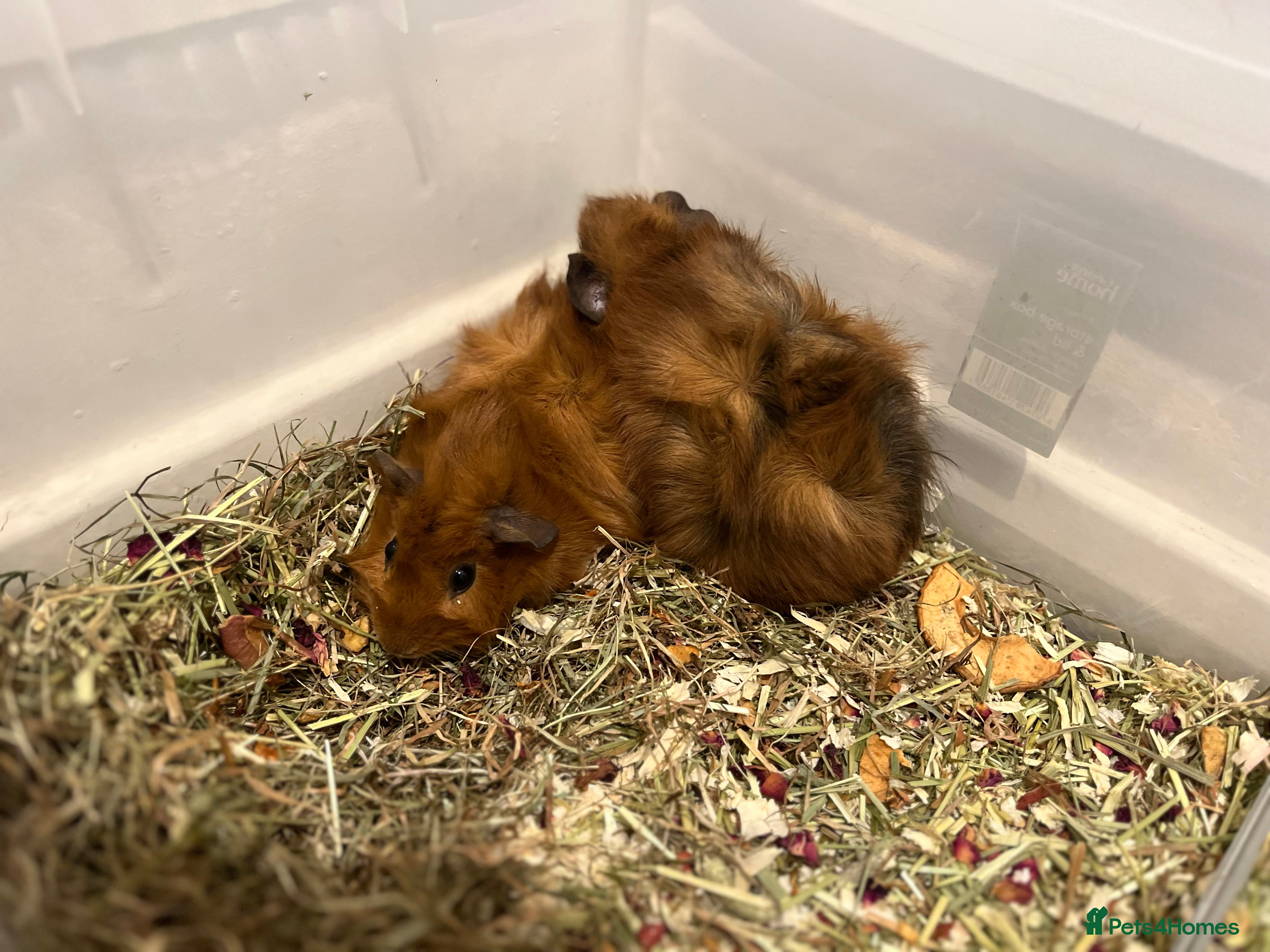 Guinea Pig rodents Guinea Pigs - Advert 1